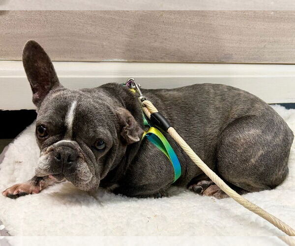 Medium Photo #4 French Bulldog Puppy For Sale in Portland, IN, USA
