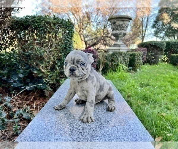 Medium Photo #162 French Bulldog Puppy For Sale in HAYWARD, CA, USA