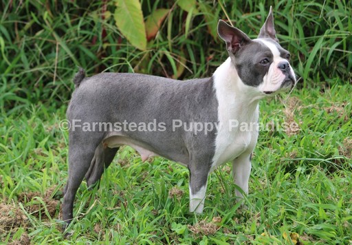 Medium Photo #1 Boston Terrier Puppy For Sale in CLEMENTS, MD, USA