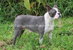 Small Photo #1 Boston Terrier Puppy For Sale in CLEMENTS, MD, USA