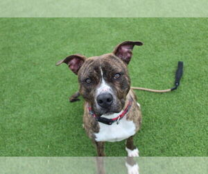 Hulk - Male Mutt Dog for Adoption - Photo #14