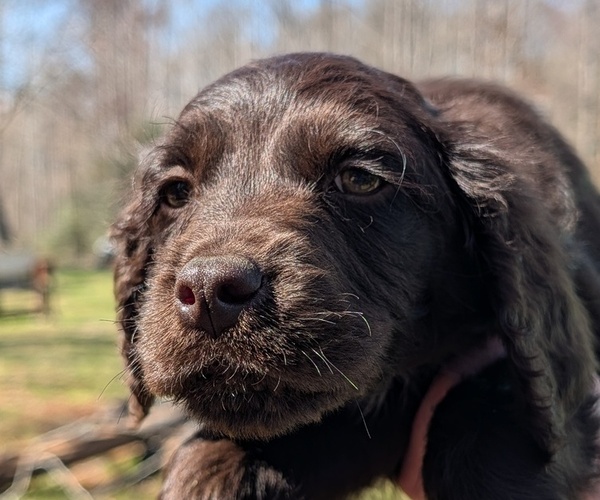 Medium Photo #28 Boykin Spaniel-Goldendoodle Mix Puppy For Sale in MORGANTON, NC, USA