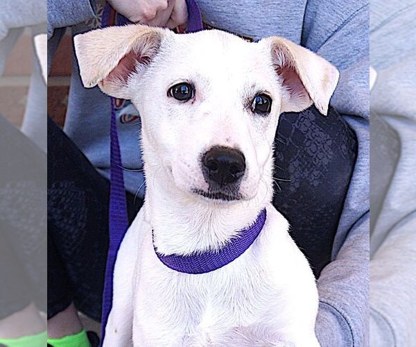 Medium Photo #2 Labrador Retriever-Unknown Mix Puppy For Sale in Carrollton, TX, USA