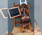 Image preview for Ad Listing. Nickname: Blue collar boy