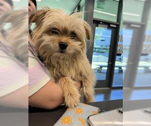 Mutt Dogs for adoption in San Martin, CA, USA