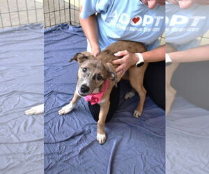 Mutt Dogs for adoption in McKinney, TX, USA