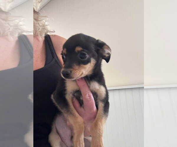 Medium Photo #1 Chihuahua-Unknown Mix Puppy For Sale in Aurora, IN, USA