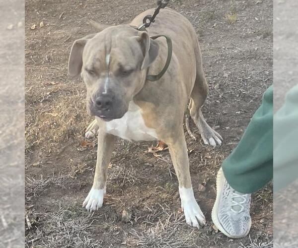 Medium Photo #1 American Staffordshire Terrier-Unknown Mix Puppy For Sale in San Antonio, TX, USA