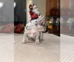 Small Photo #5 French Bulldog Puppy For Sale in HILTON, NY, USA