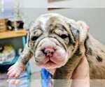 Puppy White Collar Alapaha Blue Blood Bulldog
