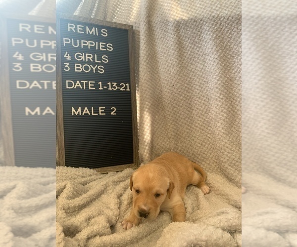 Medium Photo #1 Borador Puppy For Sale in GREENBRIER, TN, USA
