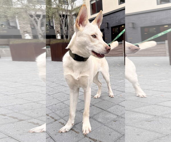 Medium Photo #6 Huskies -Unknown Mix Puppy For Sale in Lake Elsinore, CA, USA