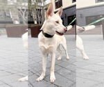 Small #5 Huskies  Mix