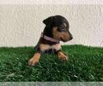 Puppy 4 Miniature Pinscher