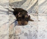 Small Photo #5 Yorkshire Terrier Puppy For Sale in RHOADESVILLE, VA, USA