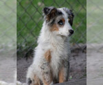 Small #3 Miniature Australian Shepherd
