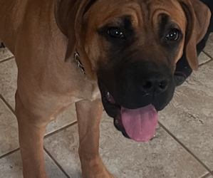 Cane Corso Puppy for sale in WATERBURY, CT, USA