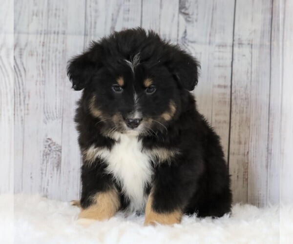 Medium Photo #1 Miniature Australian Shepherd Puppy For Sale in FREDERICKSBG, OH, USA