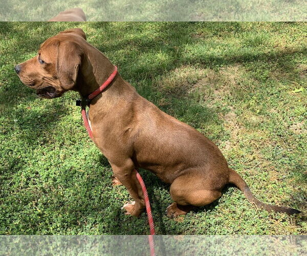 Medium Photo #5 Plott Hound-Redbone Coonhound Mix Puppy For Sale in Cookeville, TN, USA