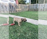Small #19 Cane Corso
