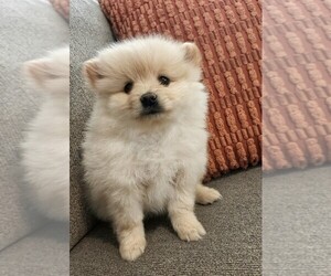 Pomeranian Puppy for Sale in ROSEVILLE, California USA