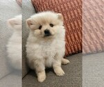 Naya - Female Pomeranian Puppy for Sale - Small photo