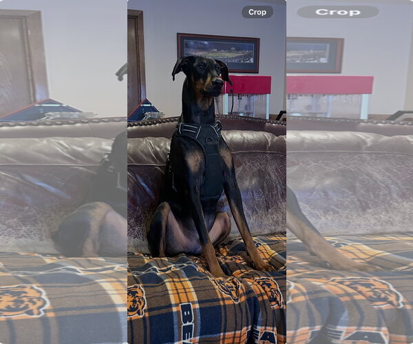 Medium Photo #1 Doberman Pinscher Puppy For Sale in Minneaoplis, MN, USA
