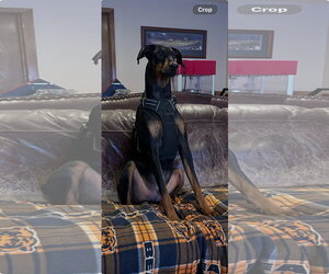 Doberman Pinscher Dogs for adoption in Minneaoplis, MN, USA