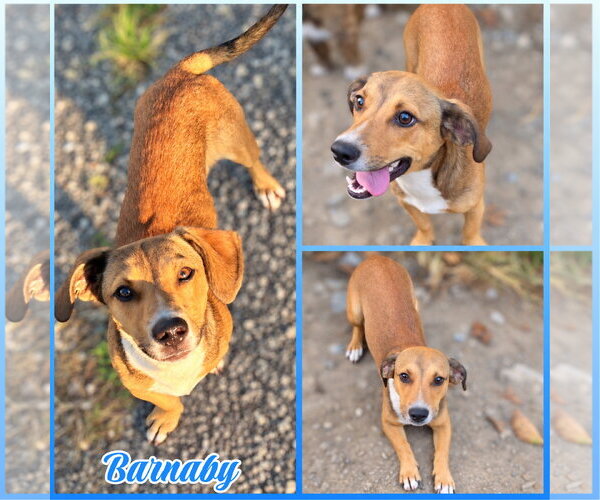 Medium Photo #1 Doxle Puppy For Sale in Blacksburg, SC, USA