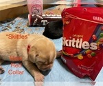 Puppy Skittles Labrador Retriever