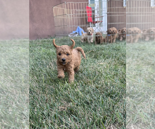 Medium Photo #1 Cockapoo (Miniature) Puppy For Sale in LOGAN, IA, USA