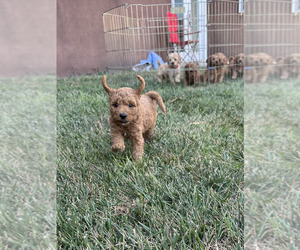 Medium Cockapoo (Miniature)