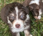 Small Photo #6 Australian Shepherd Puppy For Sale in MEGGETT, SC, USA