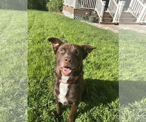 Medium Labrador Retriever Mix