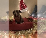 Small Photo #12 American Bully Puppy For Sale in LUBBOCK, TX, USA