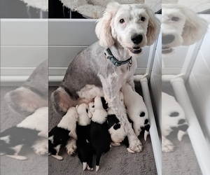 Mother of the Sheepadoodle puppies born on 08/06/2026