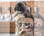 Small #2 Caucasian Shepherd Dog