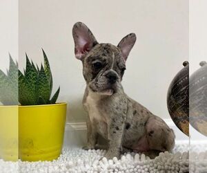 French Bulldog Puppy for sale in JOHNS ISLAND, SC, USA