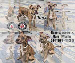 Bullboxer Pit Dogs for adoption in Georgetown, KY, USA