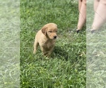 Small Photo #4 Golden Retriever Puppy For Sale in TAMPA, FL, USA