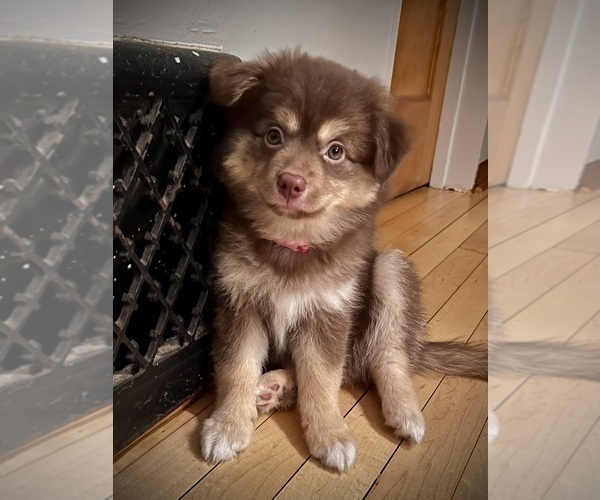 Medium Photo #1 Miniature Australian Shepherd-Pomsky Mix Puppy For Sale in CHICAGO, IL, USA
