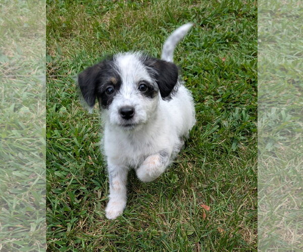 Medium Photo #3 Doxle Puppy For Sale in Des Moines, IA, USA
