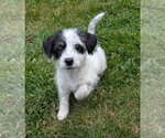Small #2 Doxle
