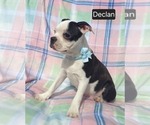 Small #2 Boston Terrier