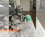 Small Photo #12 Poodle (Miniature) Puppy For Sale in St. Louis Park, MN, USA