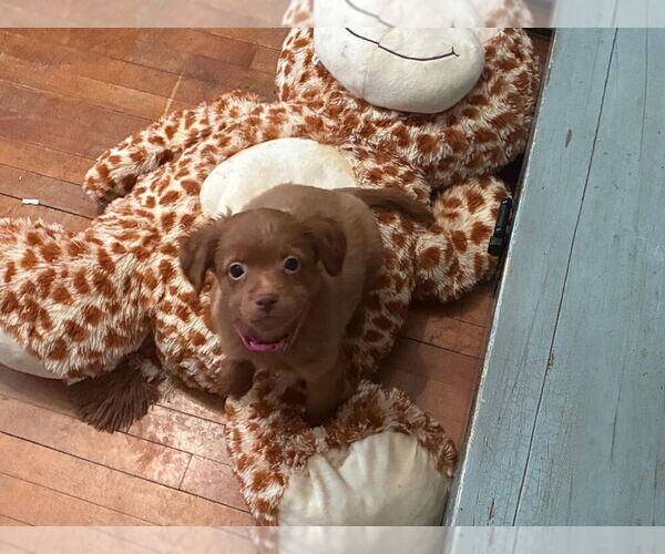 Medium Photo #3 Chihuahua-Unknown Mix Puppy For Sale in Plymouth, MN, USA