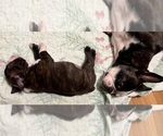 Small #4 Boston Terrier