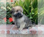Small Photo #4 Pom-A-Poo Puppy For Sale in LOS ANGELES, CA, USA