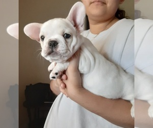 French Bulldog Puppy for sale in EL CAJON, CA, USA