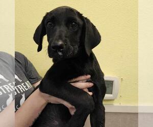 Great Pyrenees-Unknown Mix Dogs for adoption in Rockwall, TX, USA